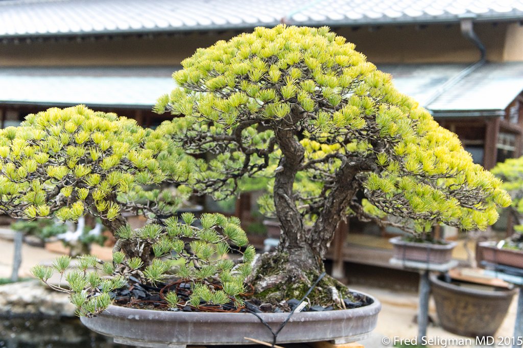 20150310_161807 D4S.jpg - Bonsai Museum and Gardens Tokyo, a famous garden more than 400 years old. Rare bonsai are more than 500 years old.